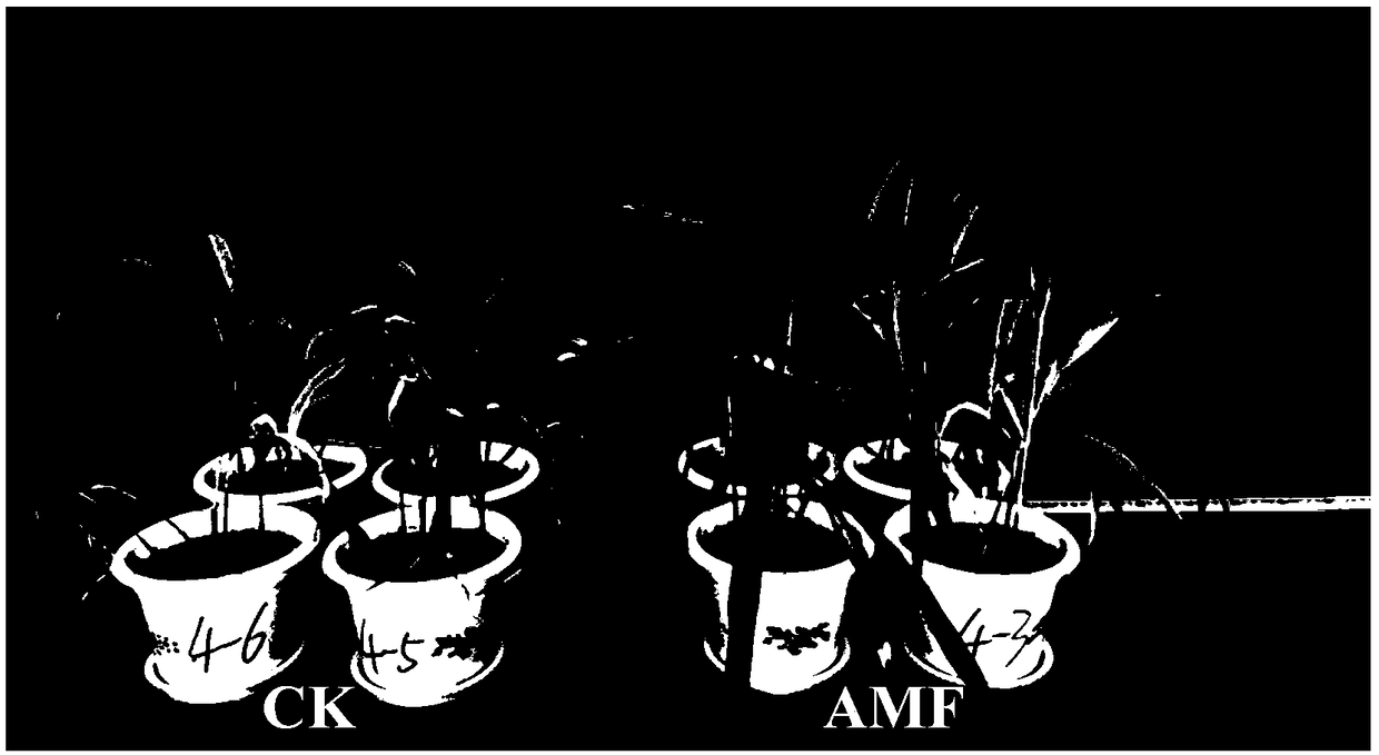 Arbuscular mycorrhizal fungus bacterial agent as well as preparation method and application thereof