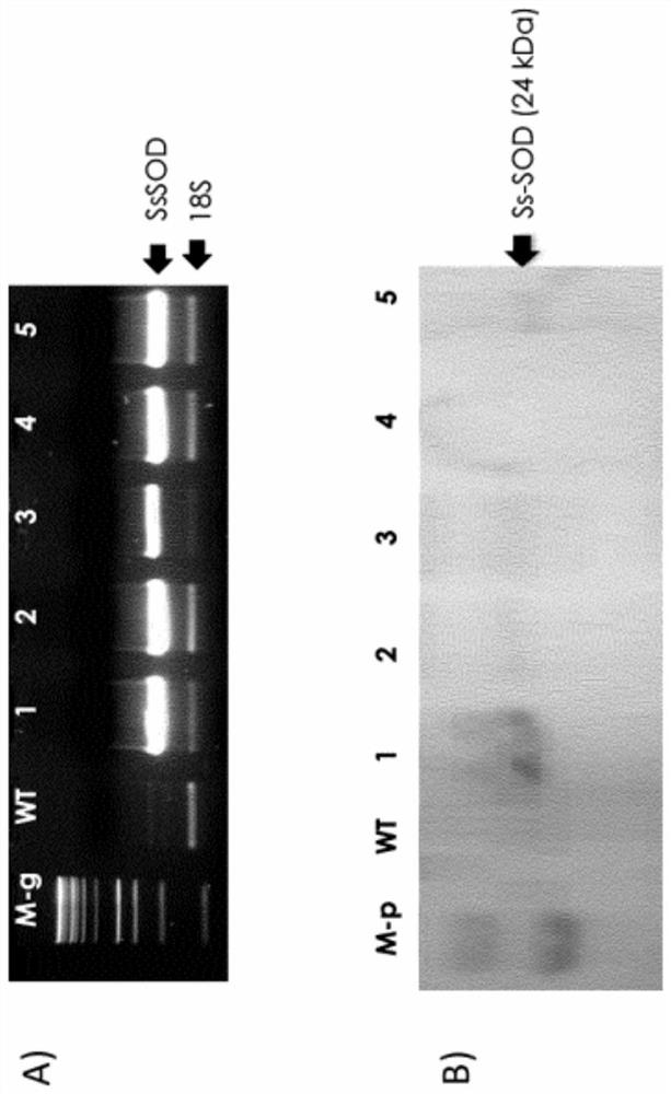 Industrial applications of plant cell extracts comprising sod enzymes of extremophilic micro-organisms