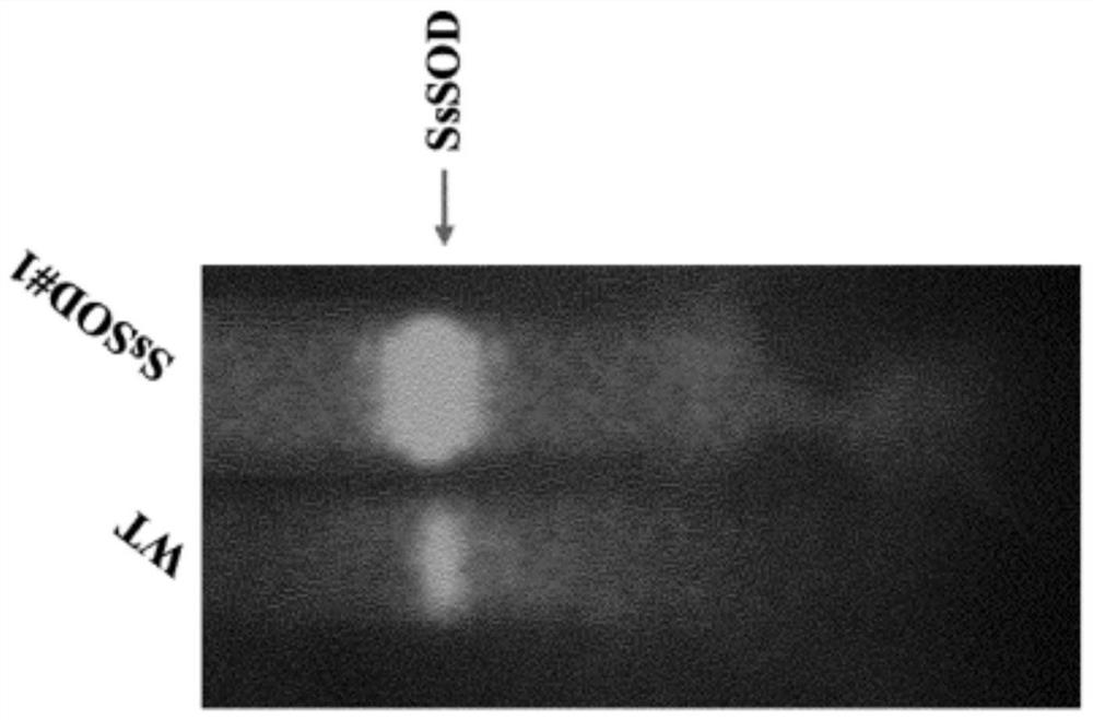 Industrial applications of plant cell extracts comprising sod enzymes of extremophilic micro-organisms