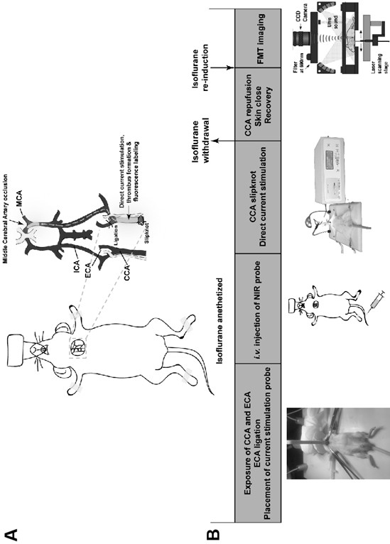 Construction and evaluation methods of mouse ischemic stroke model