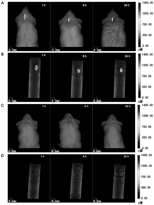 Construction and evaluation methods of mouse ischemic stroke model