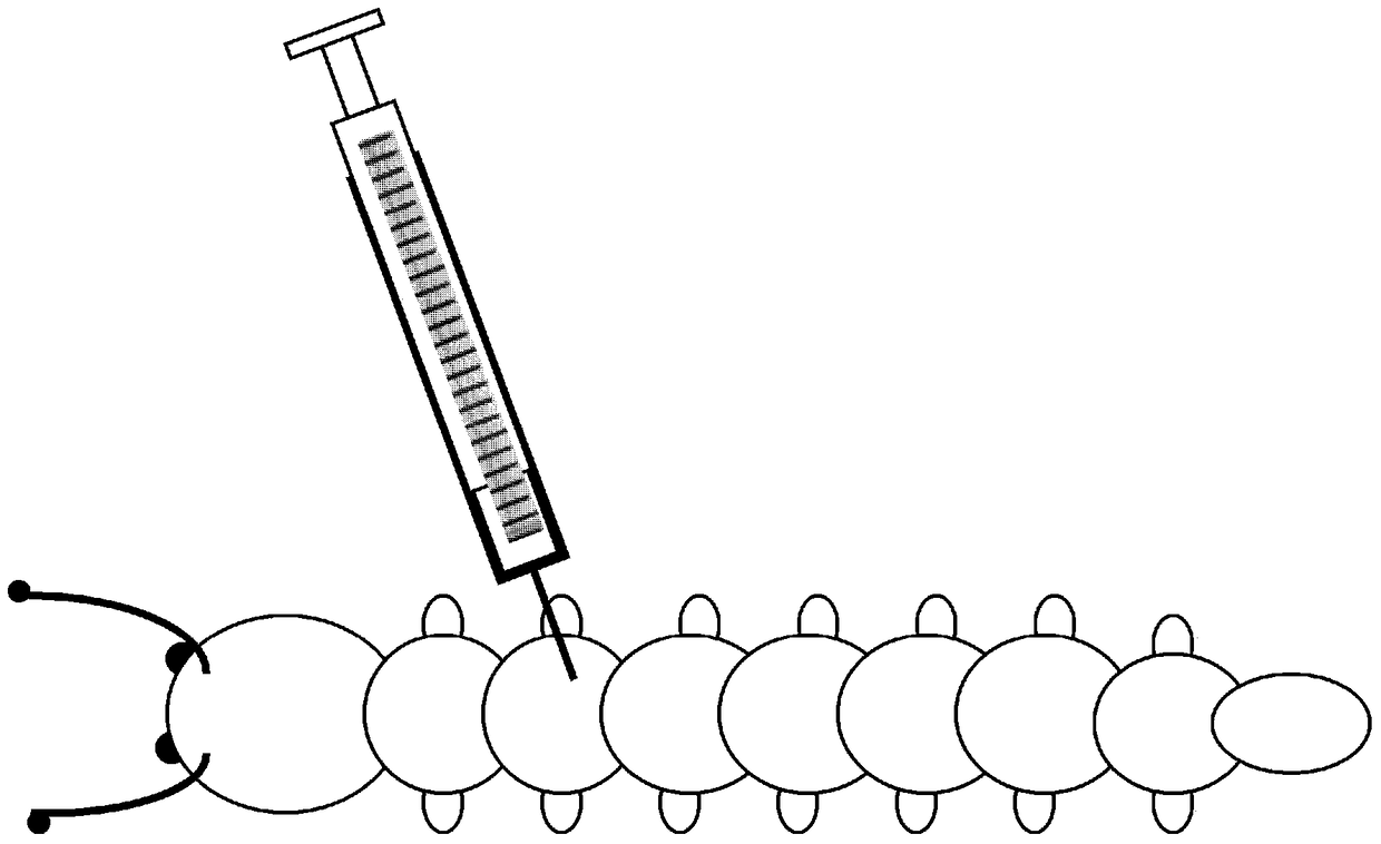 An easy way to quickly screen substances effective against insects