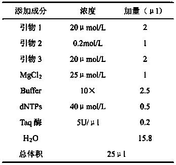 Antibacterial peptide