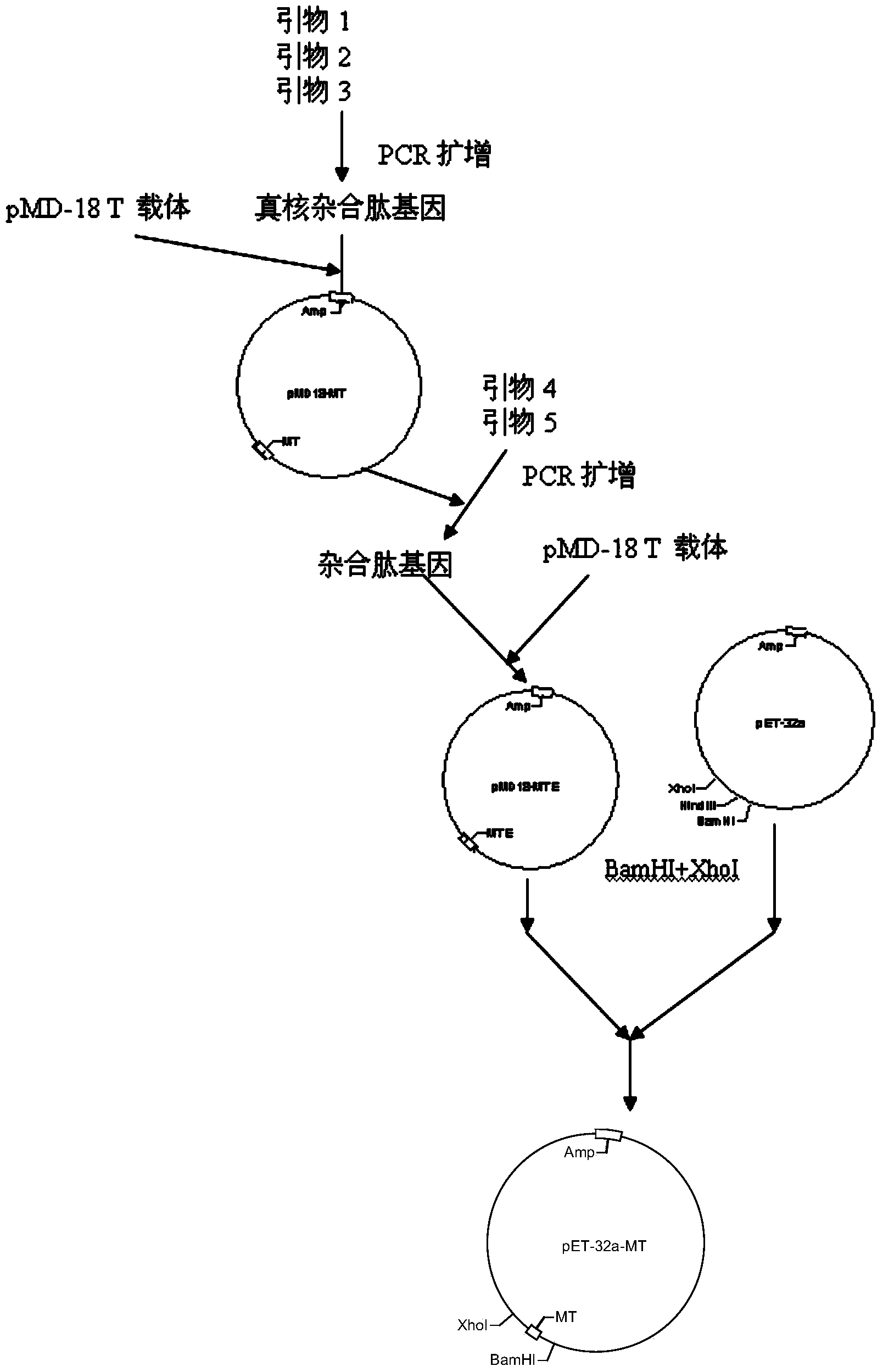 Antibacterial peptide