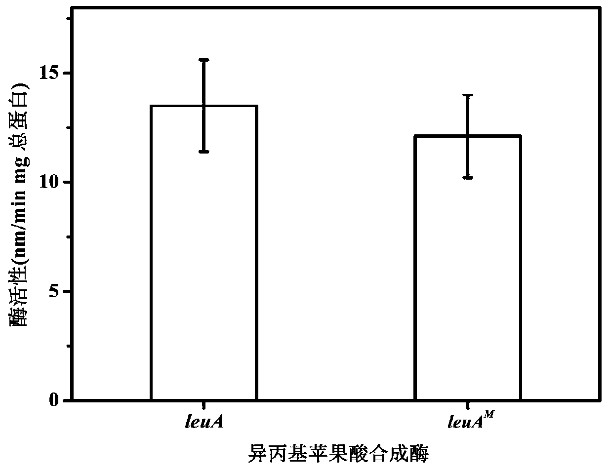 Genetic engineering bacterium for producing L-leucine, and application of genetic engineering bacterium