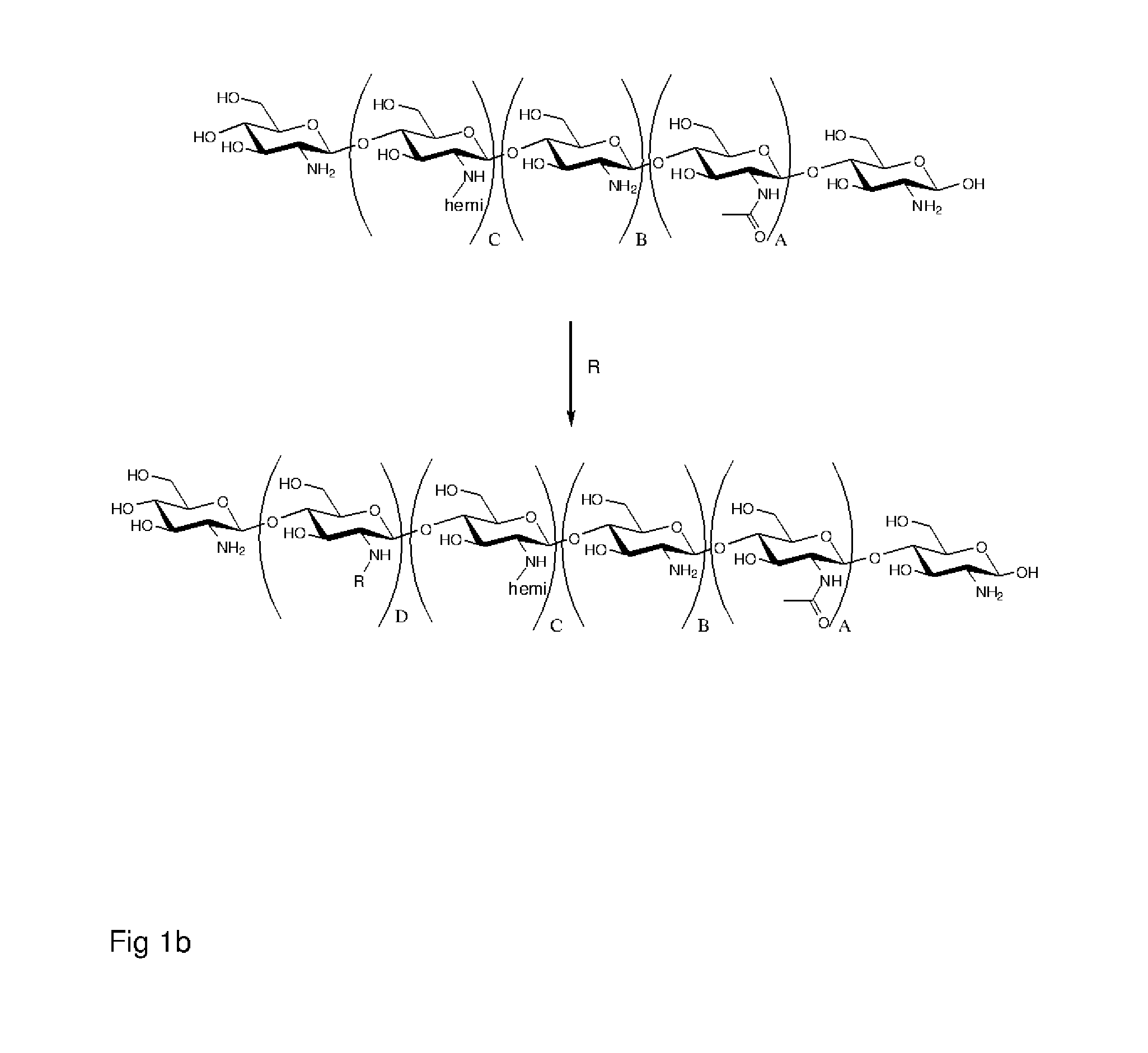 Polymer made of a primary amine functionalized polymer and a hemicellulose