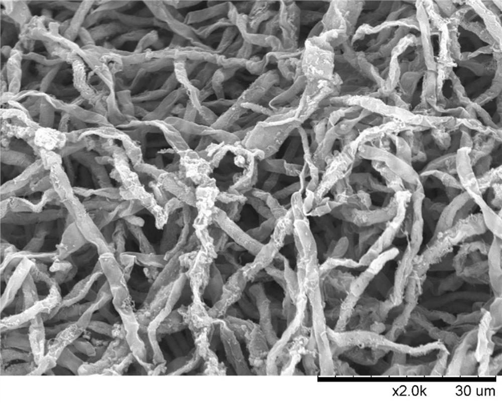 A kind of Penicillium oxalicum for degrading organic acid and odor, its scale-up culture method and application