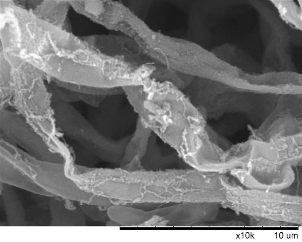 A kind of Penicillium oxalicum for degrading organic acid and odor, its scale-up culture method and application