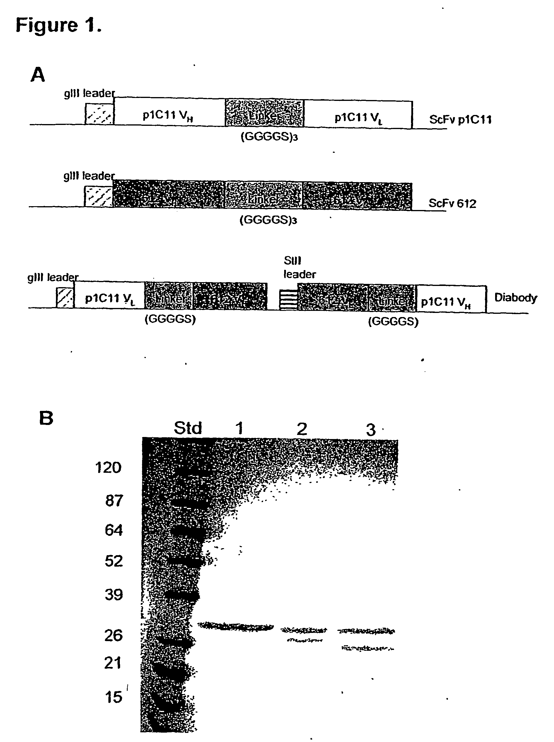 Bispecific antibodies that bind to vegf receptors