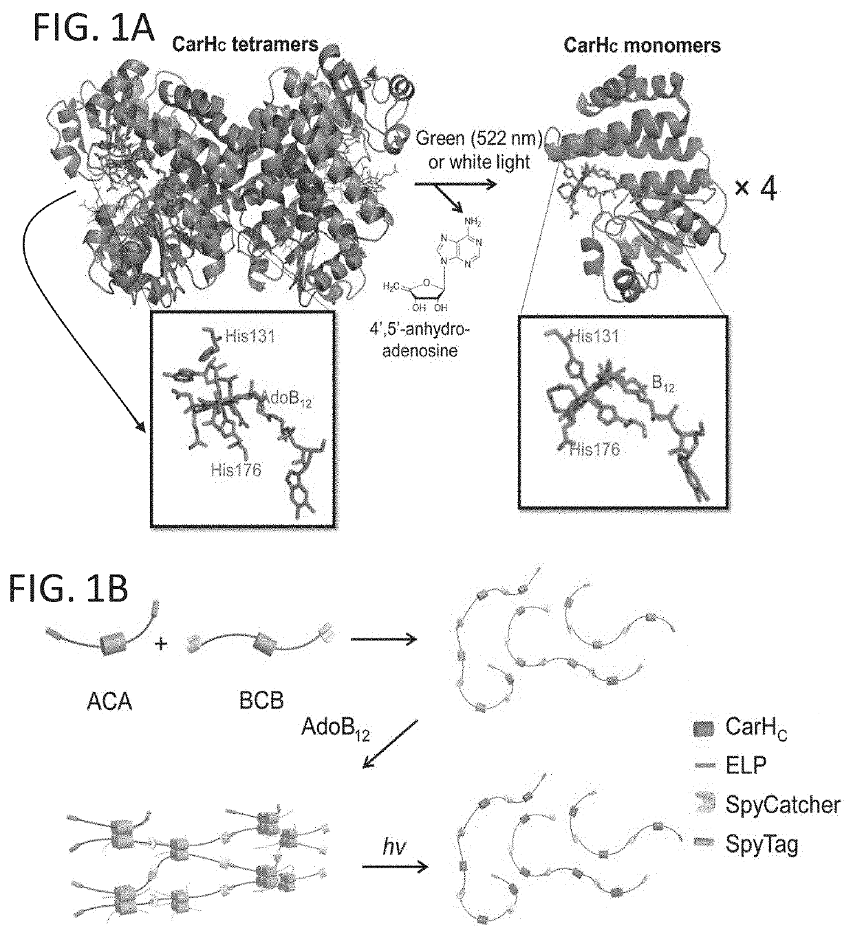 Photoresponsive protein hydrogels and methods and uses thereof