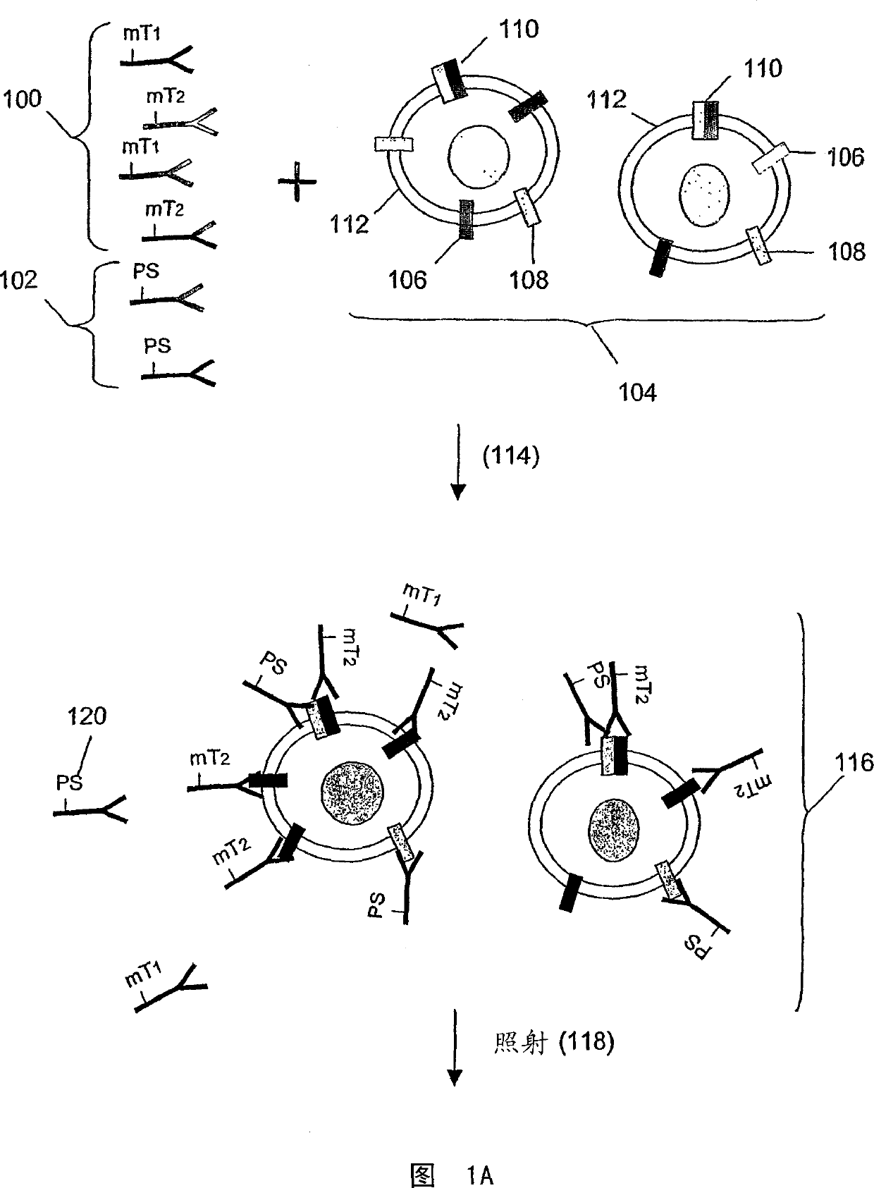 Surface receptor complexes as biomarkers