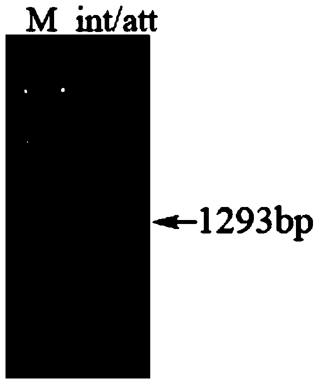 Integrated vector plmo033 based on genome island and its preparation method and application