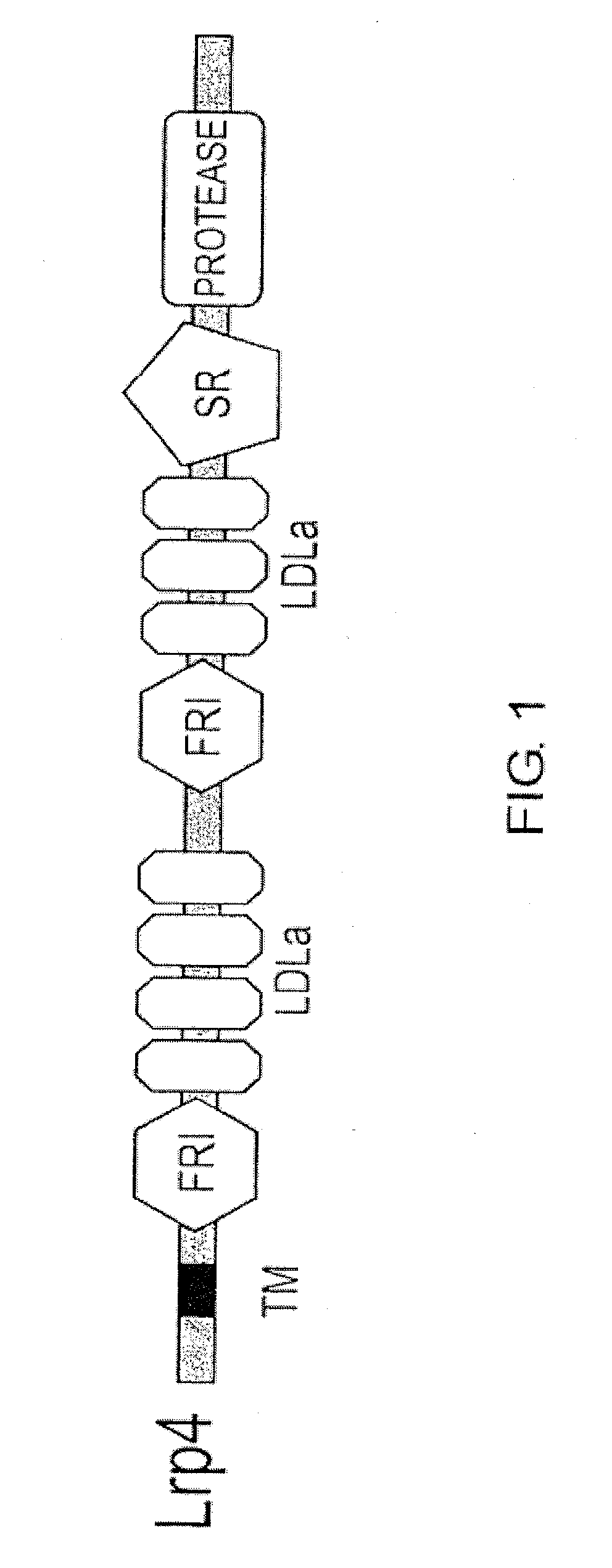 Lrp4/CORIN DOPAMINE-PRODUCING NEURON PRECURSOR CELL MARKER