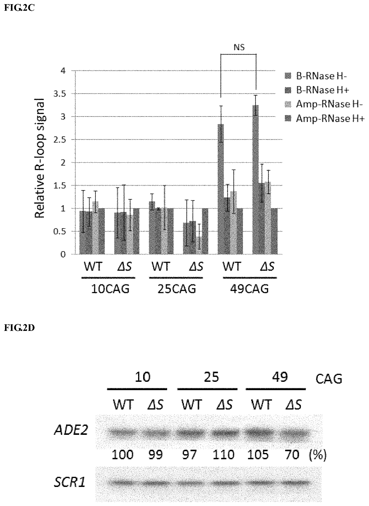 Method to enhance the transcription regulation of SUPT4H on genes containing repetitive nucleotide sequences