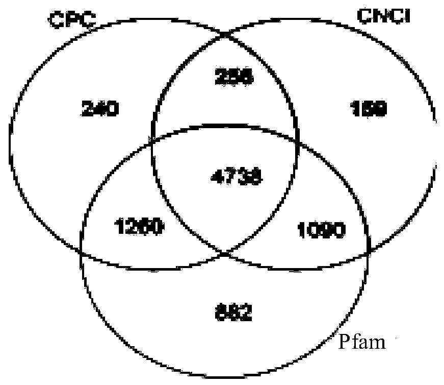 lncRNA encoding gene sheep related to skeletal muscle development as well as application thereof