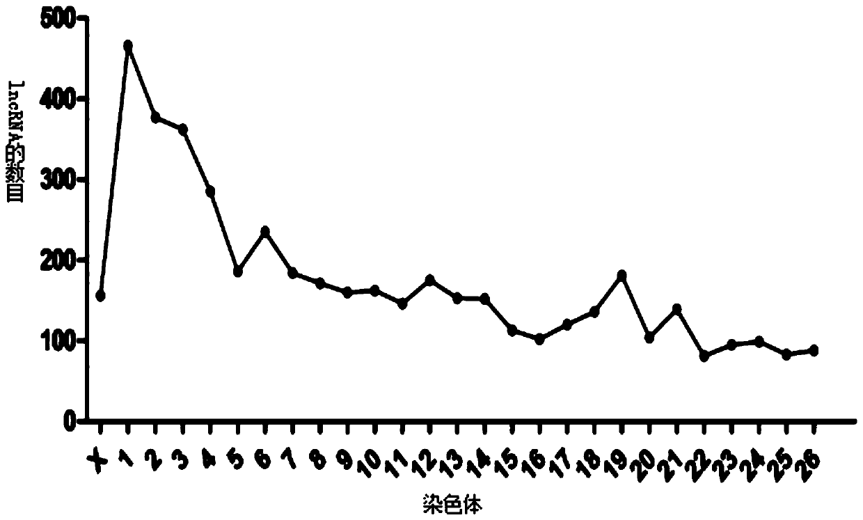 lncRNA encoding gene sheep related to skeletal muscle development as well as application thereof