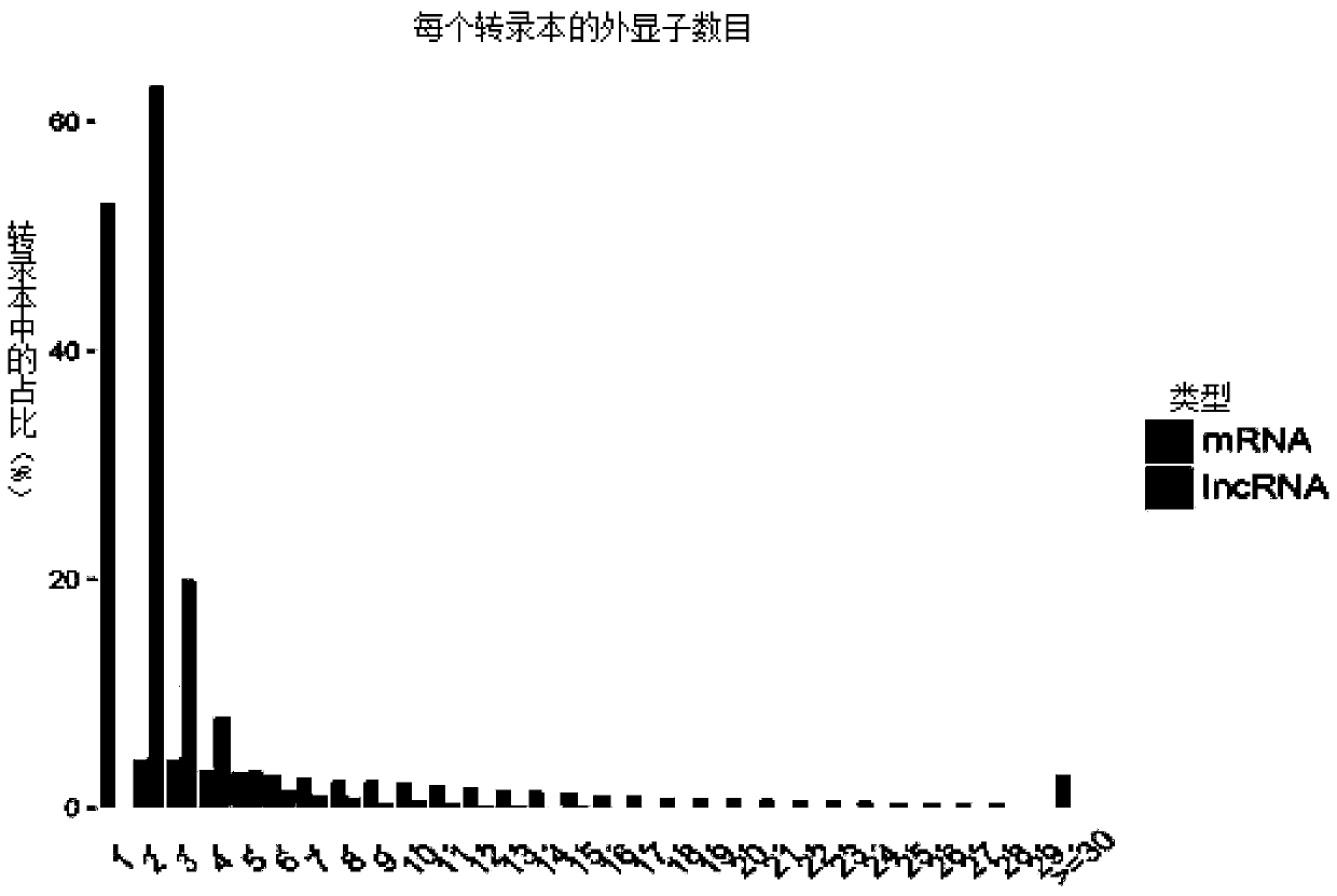 lncRNA encoding gene sheep related to skeletal muscle development as well as application thereof