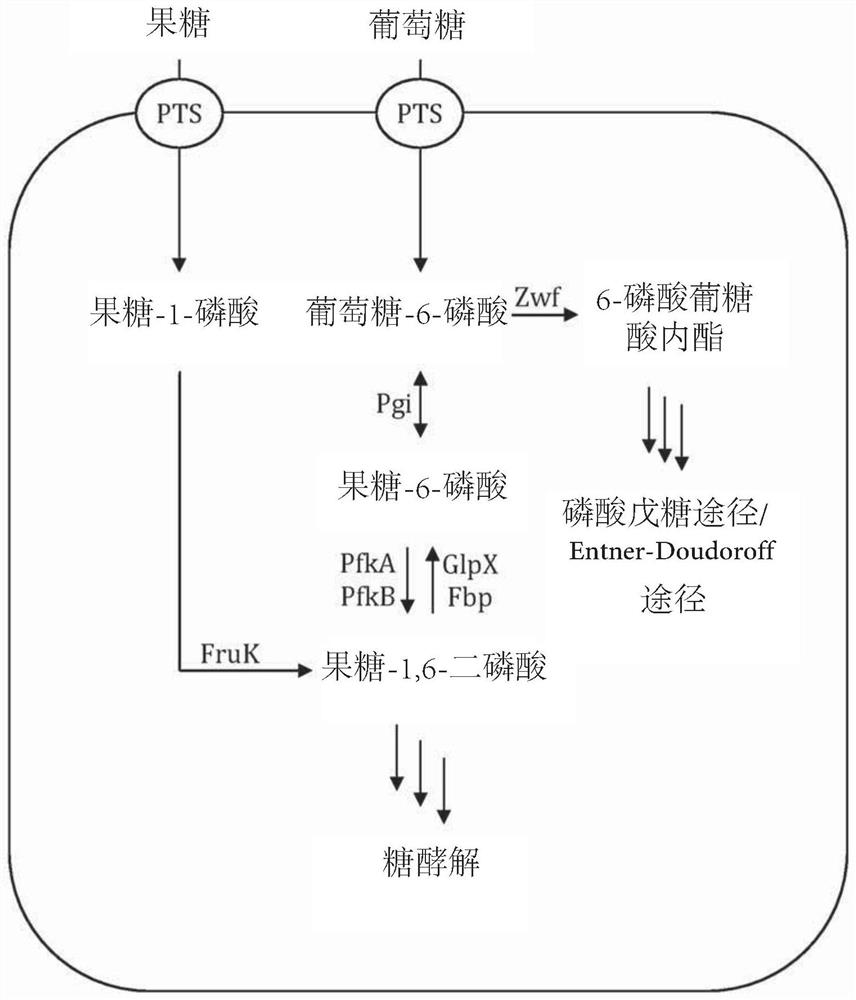 Fermentative production of carbohydrates by microbial cells utilizing mixed feedstock