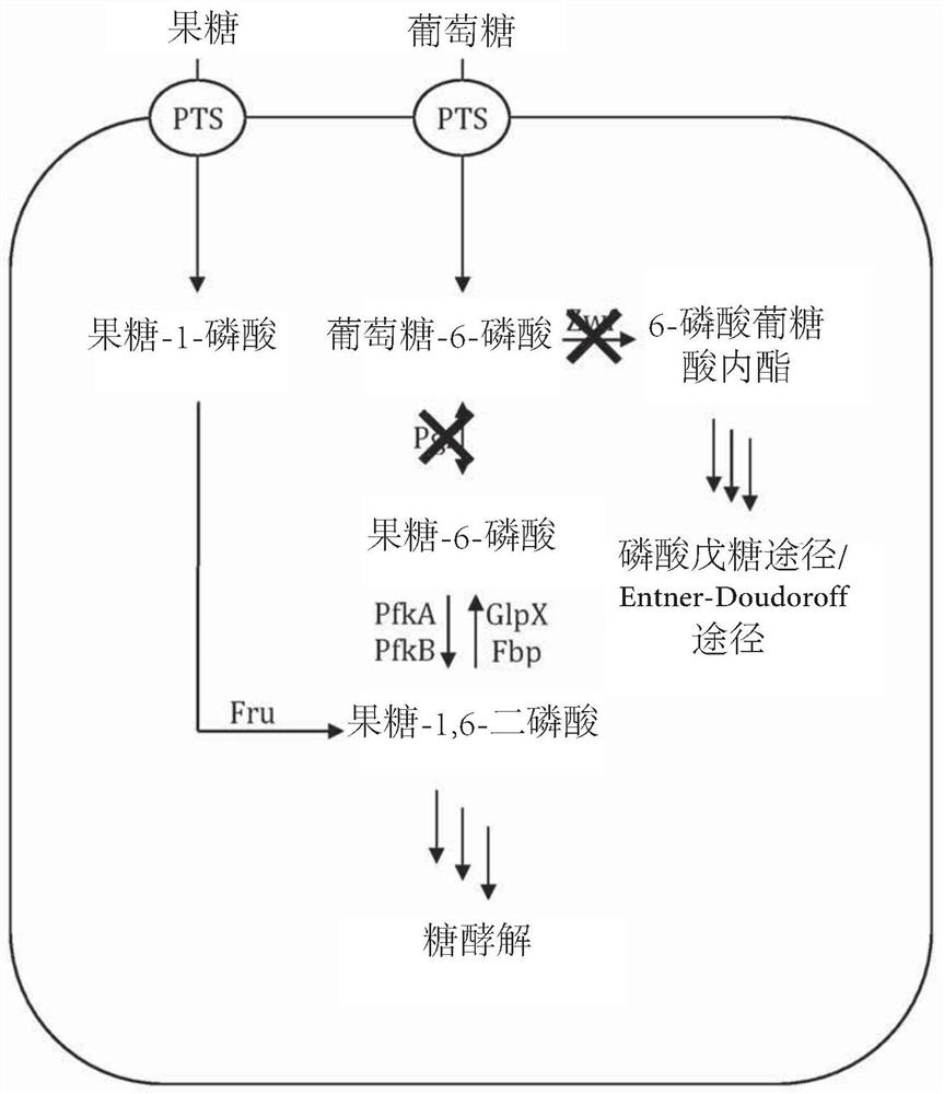 Fermentative production of carbohydrates by microbial cells utilizing mixed feedstock