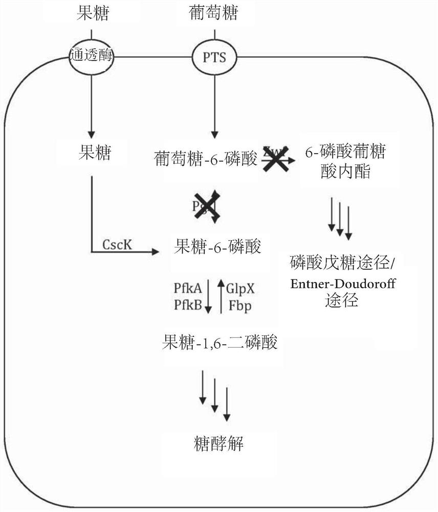 Fermentative production of carbohydrates by microbial cells utilizing mixed feedstock