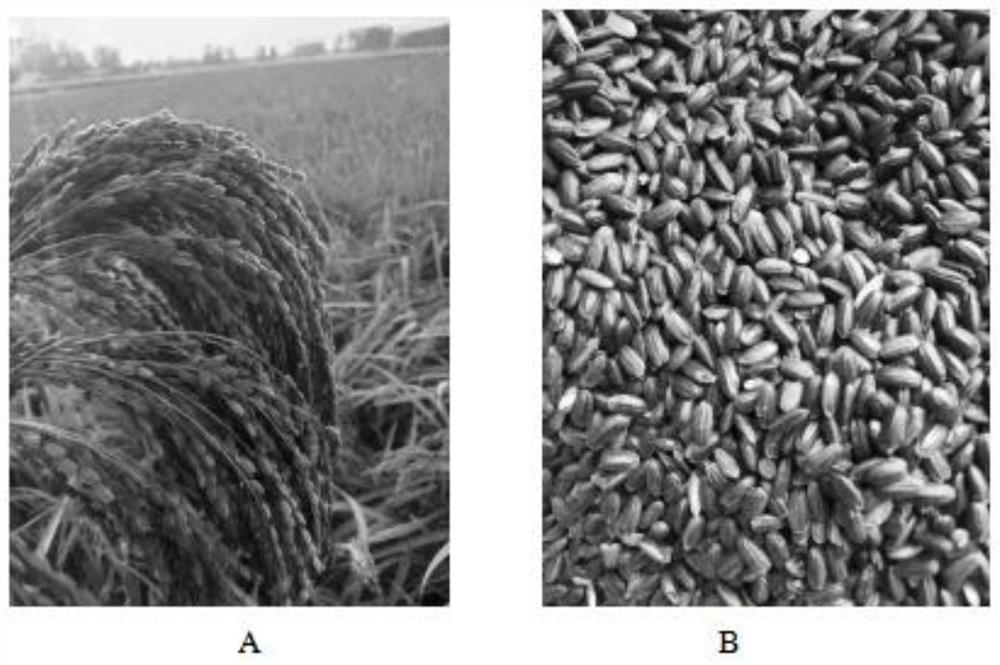 Breeding method of colorful rice carmine black rice