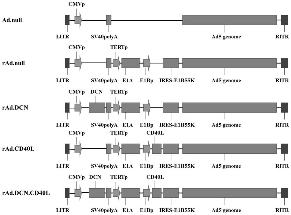 Multi-gene fusion oncolytic adenovirus and construction method and application thereof