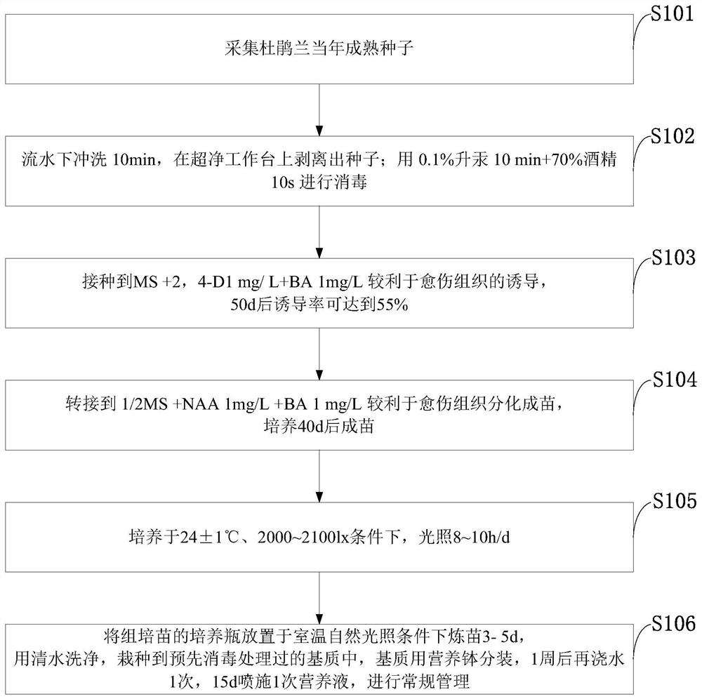 A kind of rapid multiplication method of rhododendron orchid seed tissue culture