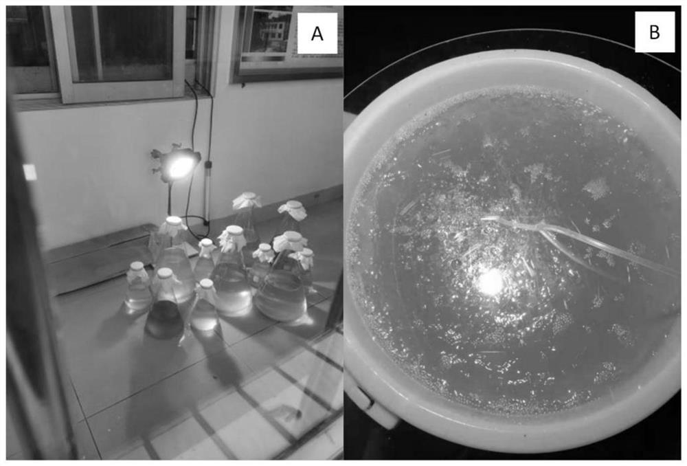 Standardized breeding method for young holothuria leucospilota