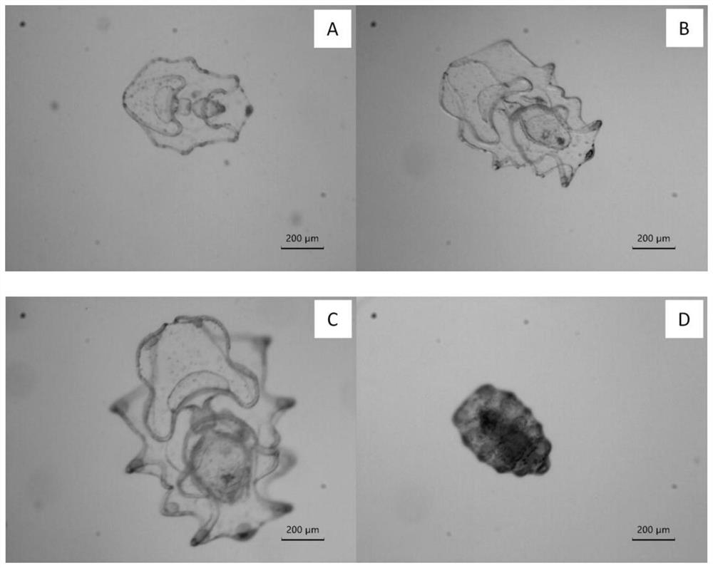 Standardized breeding method for young holothuria leucospilota