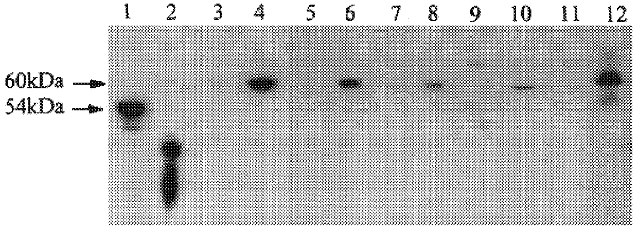 Tumor-specific P450 protein