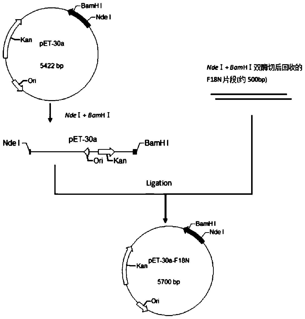 Novel human fibroblast growth factor 18 and soluble recombinant expression method, preparation method, preparation and applications thereof