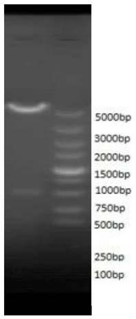 Novel human fibroblast growth factor 18 and soluble recombinant expression method, preparation method, preparation and applications thereof