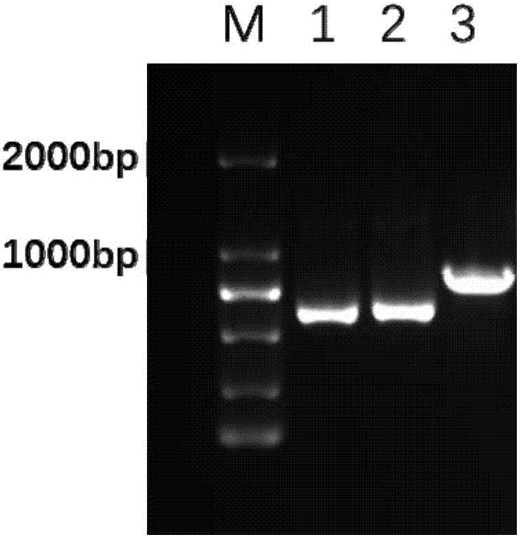 Method for eliminating multi-copy plasmid in salmonella by using suicide vector