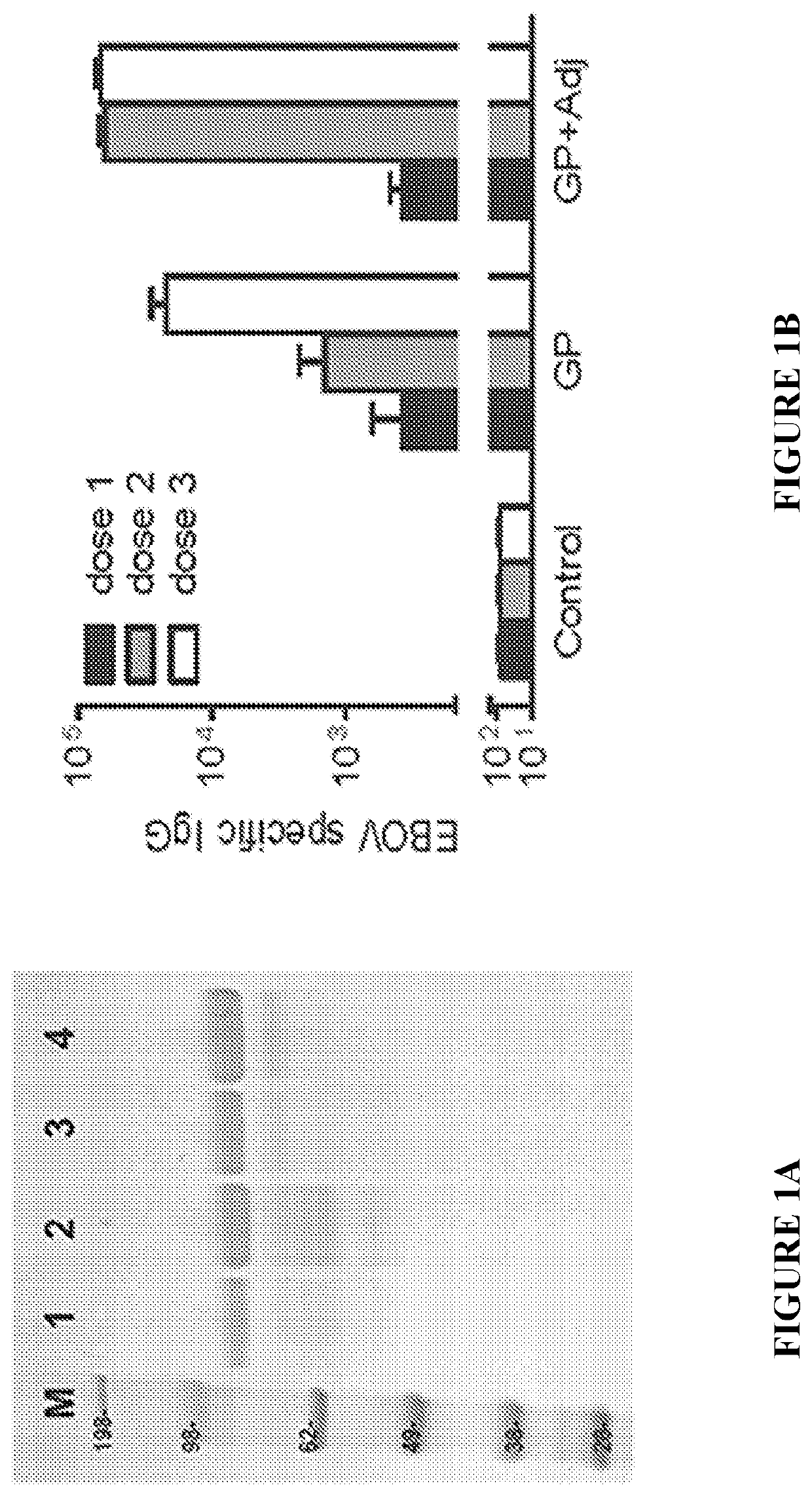 Immune activation triggered by filovirus proteins and polypeptides