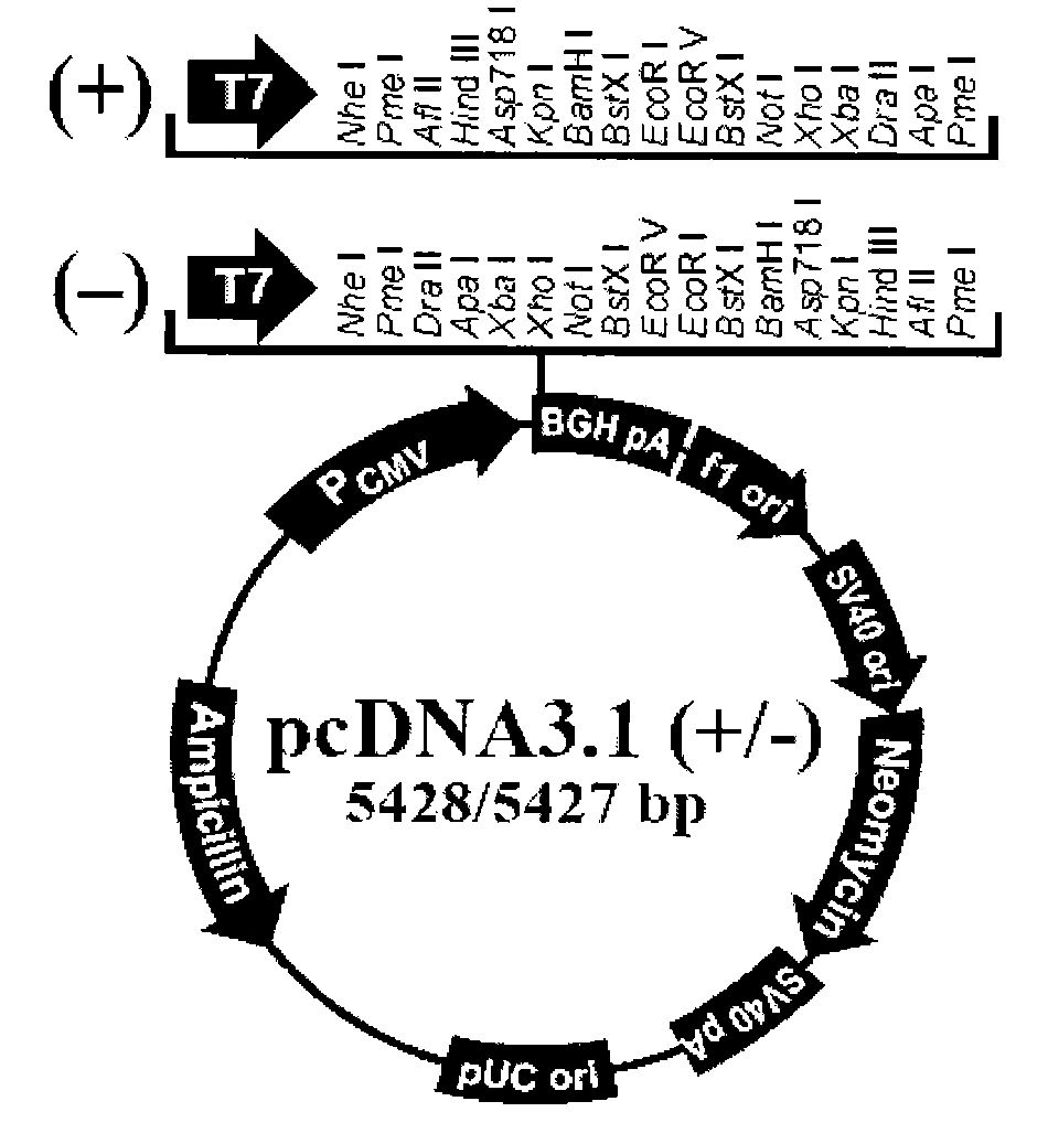 Use of PNAS-4 gene in preparing antineoplastic and antineoplastic auxiliary medicament