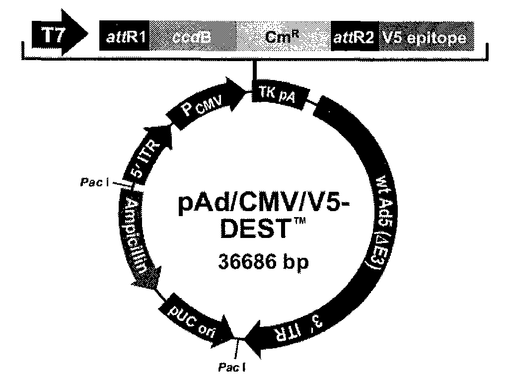 Use of PNAS-4 gene in preparing antineoplastic and antineoplastic auxiliary medicament