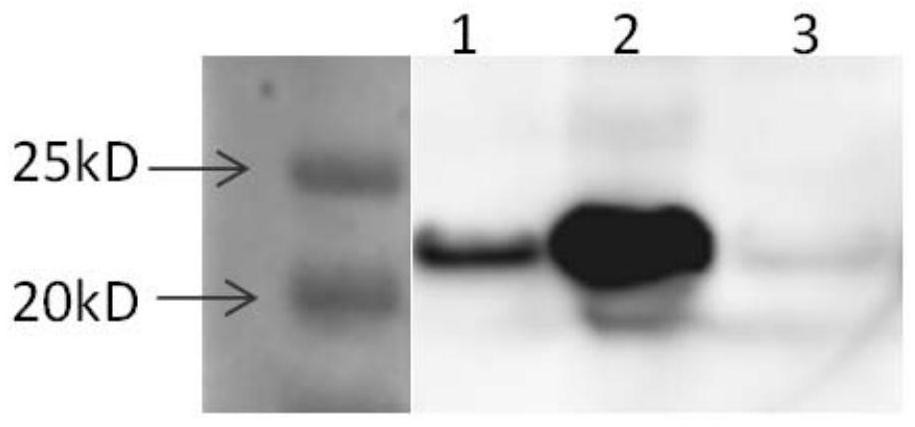 Application of GrpE protein or coding gene thereof as specific molecular target for resisting laodelphax striatellus and rice stripe virus