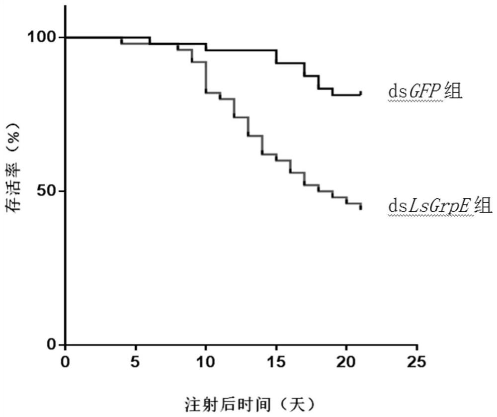 Application of GrpE protein or coding gene thereof as specific molecular target for resisting laodelphax striatellus and rice stripe virus