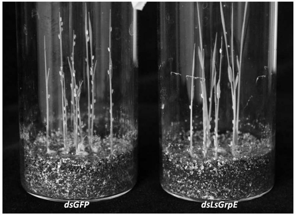 Application of GrpE protein or coding gene thereof as specific molecular target for resisting laodelphax striatellus and rice stripe virus