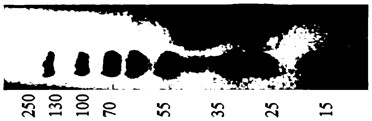 Fusion protein of anti-C3d targeted single-chain antibody and CD59, and application of fusion protein