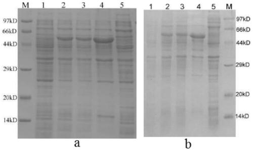 Alisma orientale squalene cyclooxygenase and application thereof