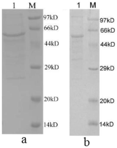 Alisma orientale squalene cyclooxygenase and application thereof