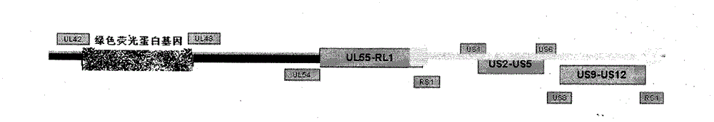 Recombined attenuated live vaccine for preventing and treating I-type infection of herpes simplex virus and preparation method thereof