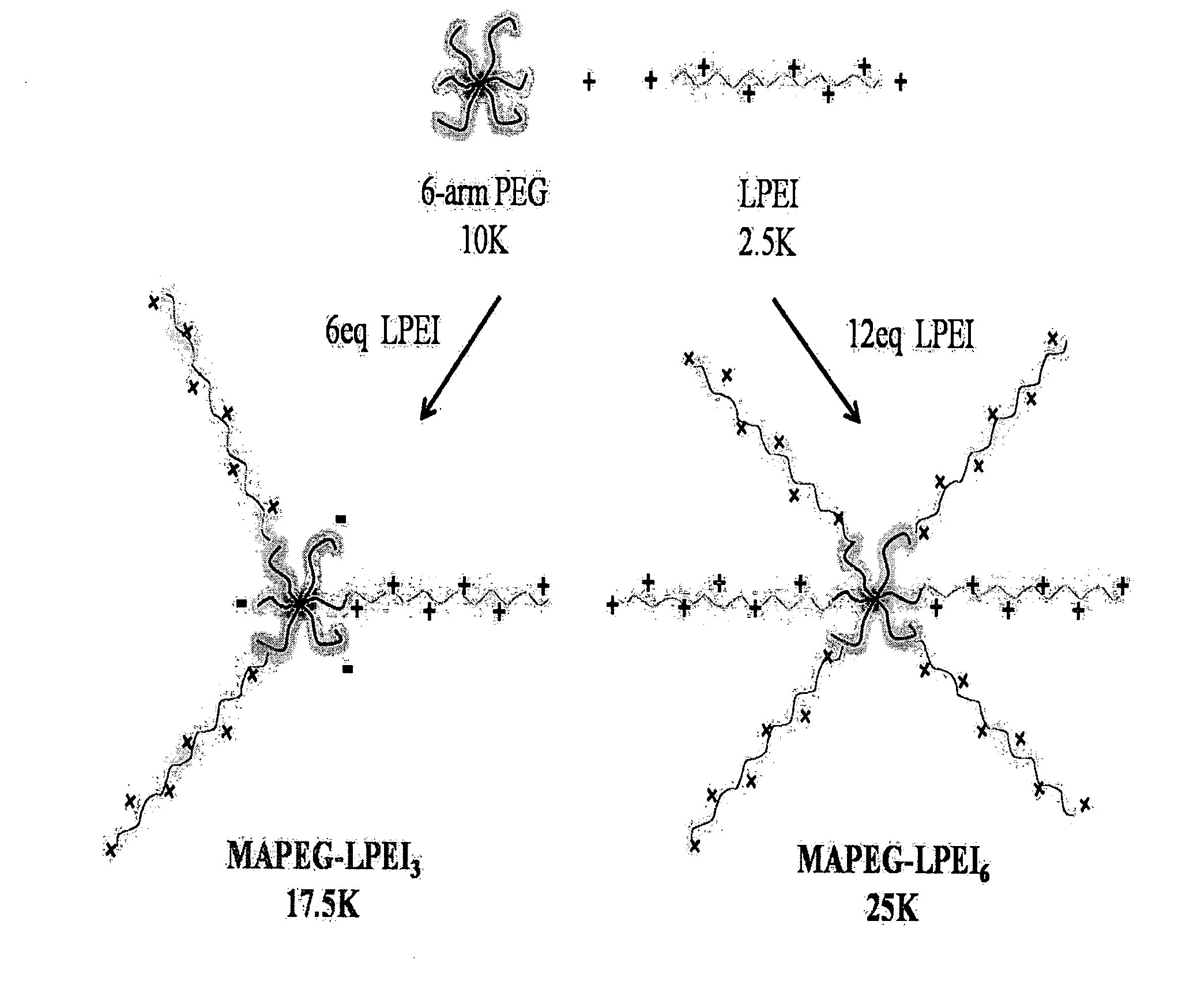 Conjugate of arm-type polyethyleneglycol with linear polyethyleneimine as gene carrier and synthesis thereof