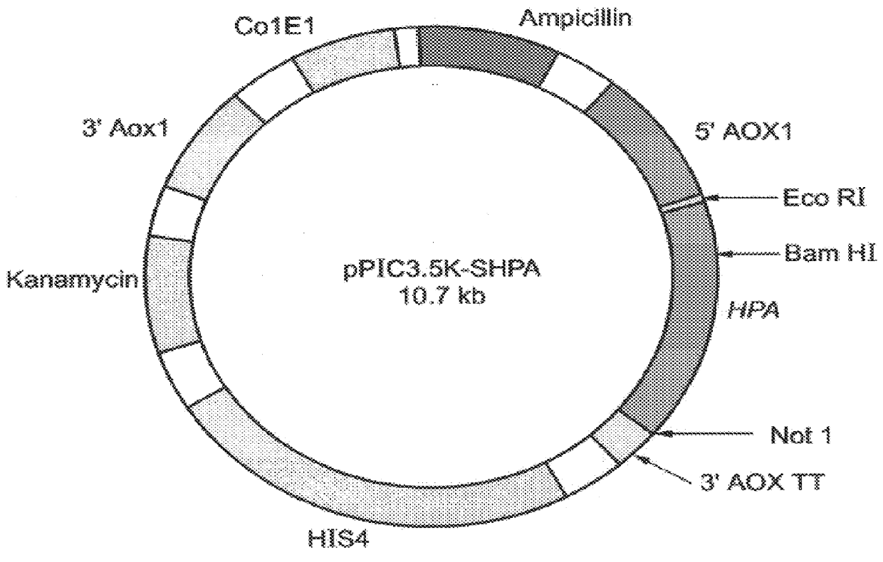 Genetically modified cells and methods for expressing recombinant heparanase and methods of purifying same