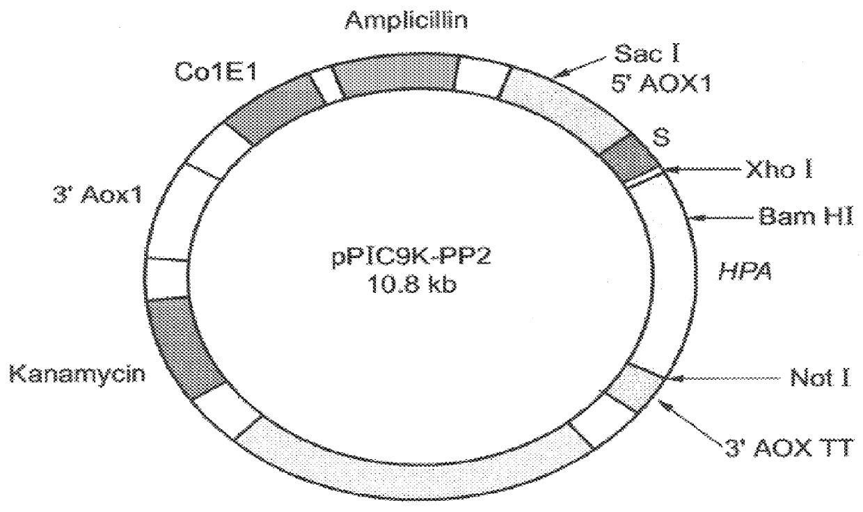 Genetically modified cells and methods for expressing recombinant heparanase and methods of purifying same