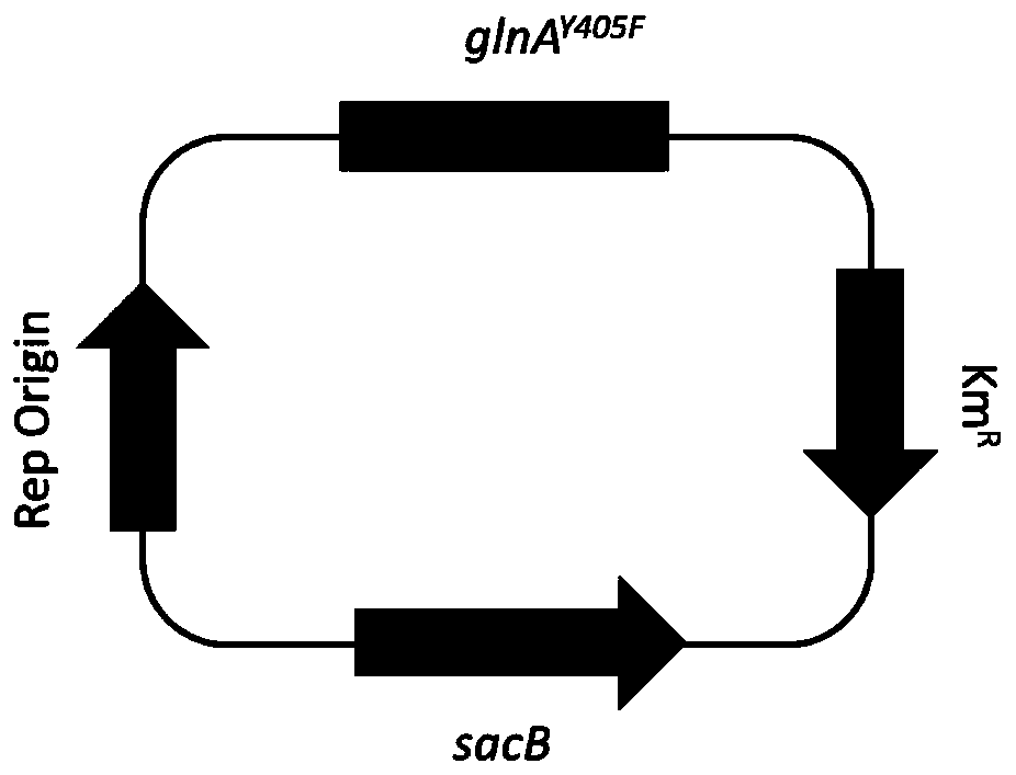 Corynebacterium glutamicum for high yield of L-glutamine as well as construction method and application thereof