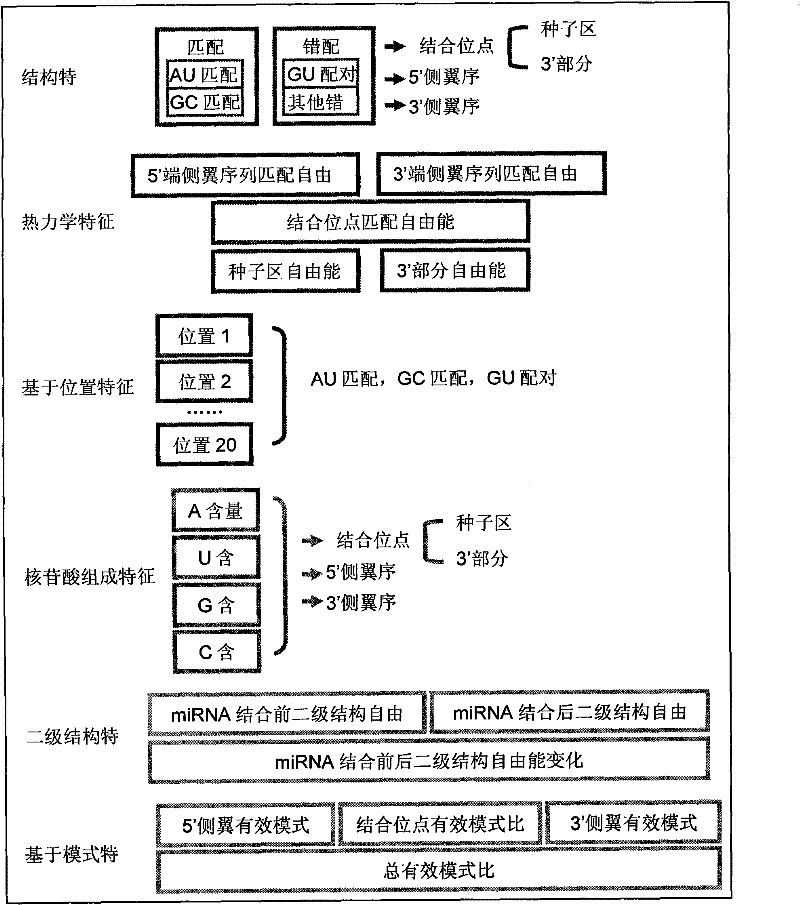 microRNA target position point prediction method based on support vector machine