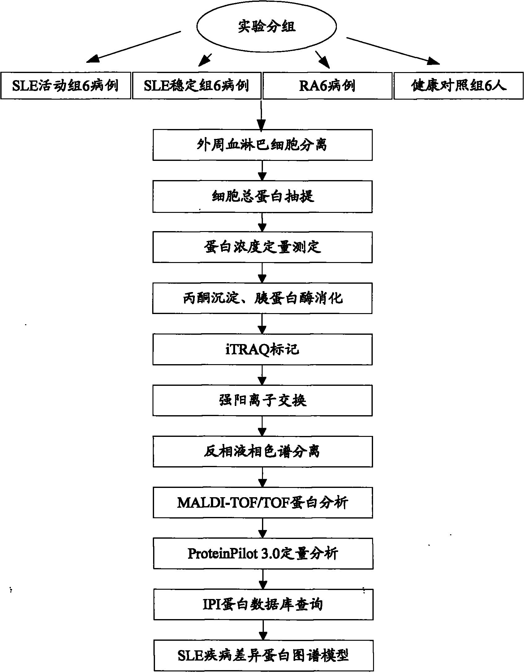 Stage protein expression difference spectrum model for systemic lupus erythematosus and construction method