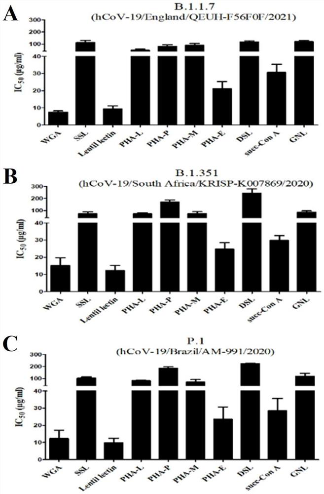 Application of lentil agglutinin in the preparation of drugs for preventing and treating infectious diseases caused by coronavirus